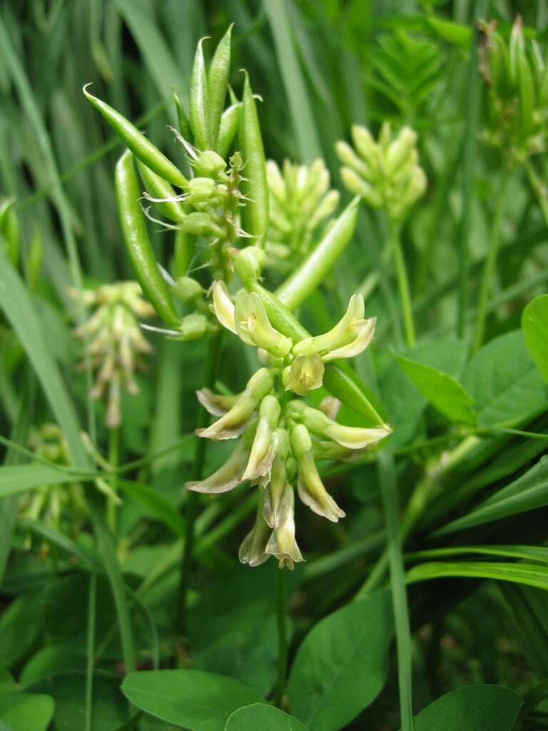 Astragalus Root