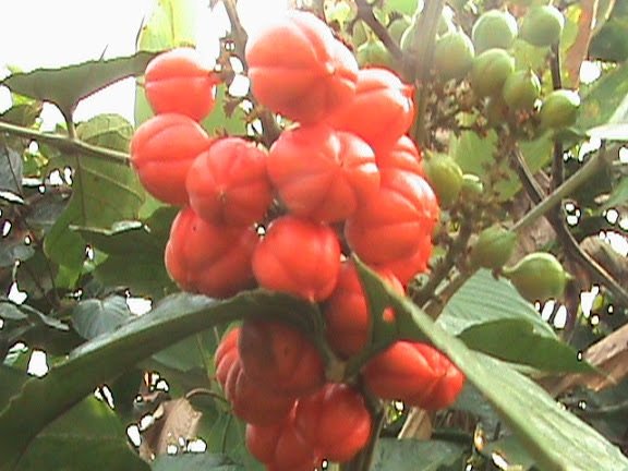 Guarana Seed