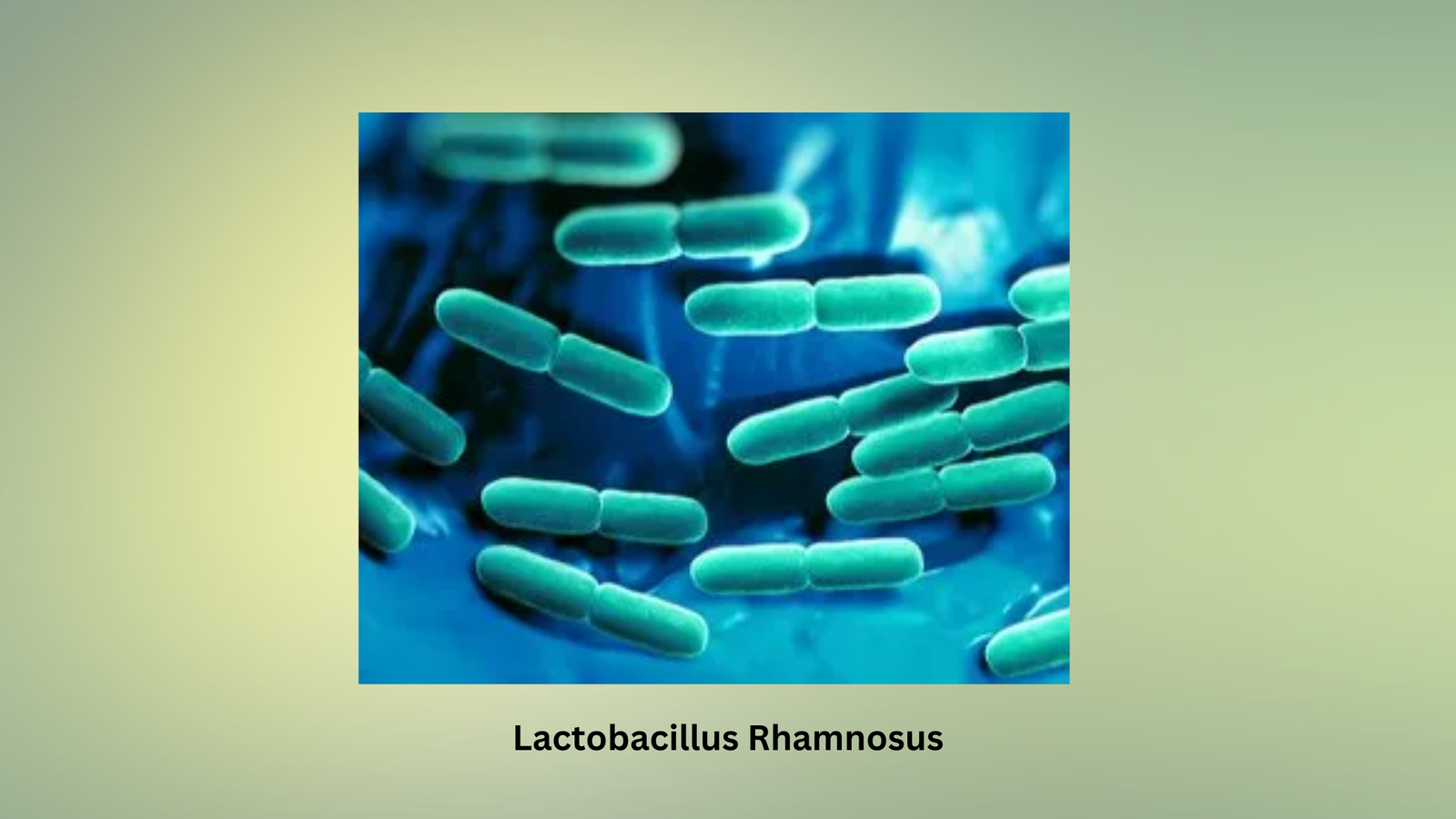 Vive Biotics Ingredient - Lactobacillus Rhamnosus